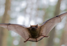 Hallan en murciélagos tres coronavirus parecidos al causante del covid-19