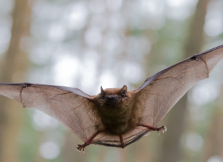 Hallan en murciélagos tres coronavirus parecidos al causante del covid-19
