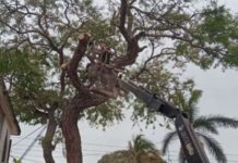 Evita PC caída de ramas que dañen líneas de CFE