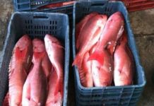 Detienen en Estados Unidos a pescadores tamaulipecos