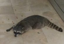 Más de 50 mapaches recorren el Hospital del ISSSTE en Tampico, la problemática no ha sido atendida