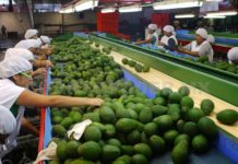 Estados Unidos no consume aguacate de Tamaulipas