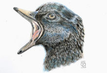 Descubren en China dos especies desconocidas de aves de hace 120 millones de años