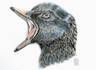 Descubren en China dos especies desconocidas de aves de hace 120 millones de años