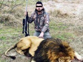 Investigan a joven tamaulipeco que cazó a un león