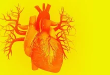 3 fascinantes particularidades del corazón y una gran desventaja