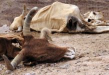 Muere 10% del ganado a causa de la sequía