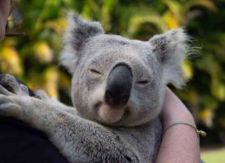 Australia declara los koalas como especie en peligro