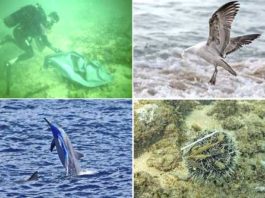 Plásticos y productos químicos superan los límites planetarios soportables, revelan