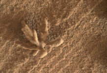 El róver Curiosity de la NASA descubre una formación mineral con forma de coral en la superficie de Marte (FOTO)