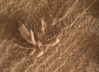El róver Curiosity de la NASA descubre una formación mineral con forma de coral en la superficie de Marte (FOTO)