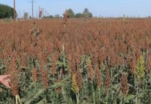 Tendrá Tamaulipas buena cosecha de sorgo y maíz