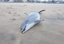 Aparecen en Miramar tres delfines muertos en menos de 24 horas