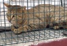 Ahora cae gato Montés de plafón del Hospital del ISSSTE en Tampico