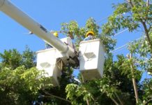 Insta CFE a usuarios mantengan sus redes despejadas de arboles