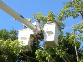 Insta CFE a usuarios mantengan sus redes despejadas de arboles