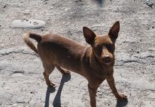 Ciudad invadida de perros abandonados
