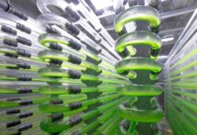 Establecen récord mundial de producción de algas como biocombustible para transporte