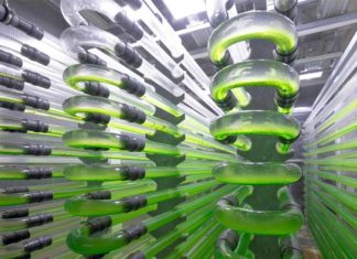 Establecen récord mundial de producción de algas como biocombustible para transporte