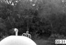 Científicos explican cómo las arañas logran flotar en el aire