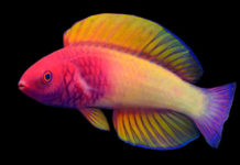 Describen un nuevo pez arcoíris en las islas Maldivas (que antes erróneamente se clasificaba como otra especie)