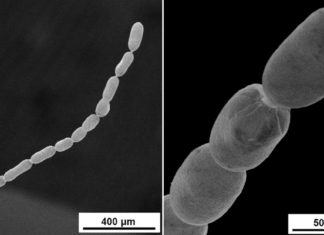 Descubren la bacteria más grande jamás conocida, que puede medir hasta dos centímetros de largo