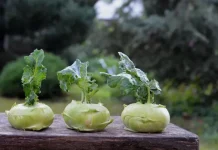 Colinabo: Conoce los beneficios de este alimento