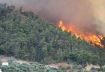 Ha devorado el fuego más de 700 hectáreas en “El Cielo”