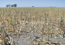 Prevén catástrofe en campo tamaulipeco por falta de lluvias