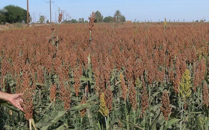 sorgo