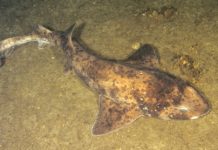 Científicos encuentran indicios de que los tiburones sí duermen, lo que descartaría una antigua teoría que asegura lo contrario