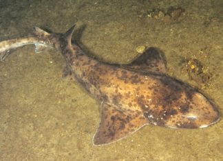 Científicos encuentran indicios de que los tiburones sí duermen, lo que descartaría una antigua teoría que asegura lo contrario