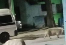 Molestia entre vecinos presencia de marranos, becerros y caballos