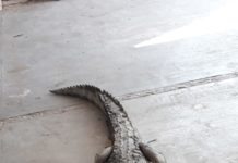 Capturan cocodrilo en Madero