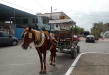 Multa de hasta 70 UMAS o arresto a los carretoneros que maltrate caballos