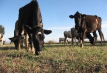 Falta de lluvia y alimento para el ganado pone en crisis a ganaderos