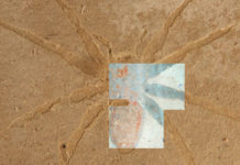 Geólogos revelan cómo es posible que se conserven restos fósiles de arañas de más de 23 millones de años