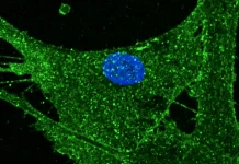 Científicos logran rejuvenecer 30 años las células de la piel de una mujer con la tecnología de la oveja Dolly