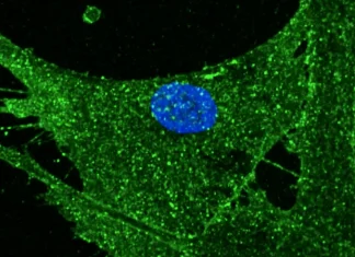 Científicos logran rejuvenecer 30 años las células de la piel de una mujer con la tecnología de la oveja Dolly