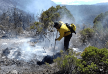 Incendios han consumido más de 3 mil hectáreas en Tamaulipas