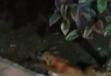 Mata perros anda suelto en Laguna Florida
