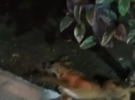 Mata perros anda suelto en Laguna Florida