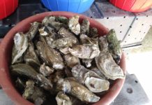30 kilos de ostión decomisó COEPRIS en la Puntilla