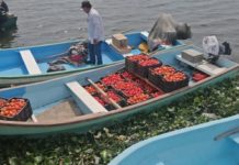 Pagan muy barato el kilo de tomate a productores del rio Tamesí