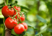 Crean tomates modificados genéticamente para que produzcan tanta vitamina D como dos huevos