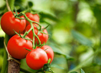 Crean tomates modificados genéticamente para que produzcan tanta vitamina D como dos huevos