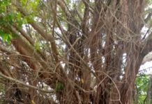 Árbol destruye tumbas en cementerio.