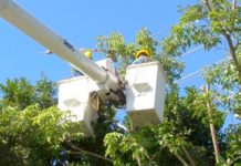 Instan a usuarios mantengan sus redes eléctricas despejadas de arboles