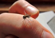 Sigue Tamaulipas libre de dengue