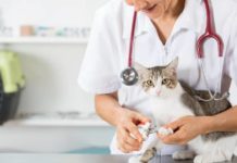 Alertan por pseudo veterinarios en el sur